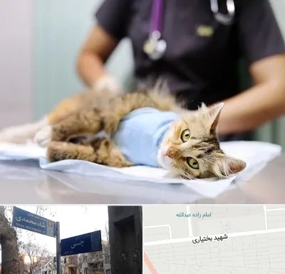 عقیم سازی گربه در سی متری جی