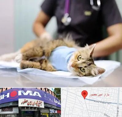 عقیم سازی گربه در امین حضور
