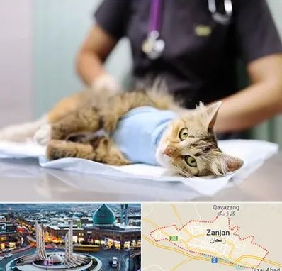 عقیم سازی گربه در زنجان