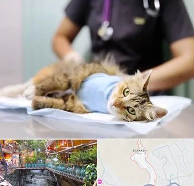 عقیم سازی گربه در درکه