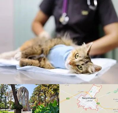 عقیم سازی گربه در نیشابور