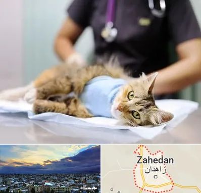 عقیم سازی گربه در زاهدان