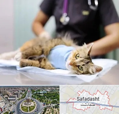 عقیم سازی گربه در صفادشت