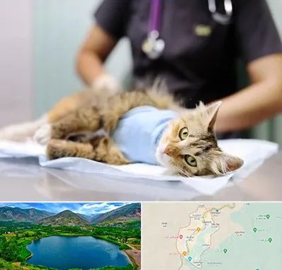 عقیم سازی گربه در رودبار