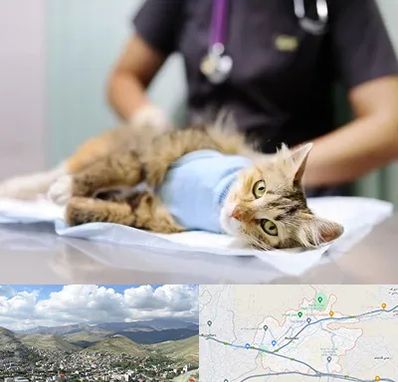 عقیم سازی گربه در رودهن