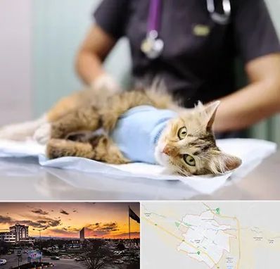 عقیم سازی گربه در قوچان