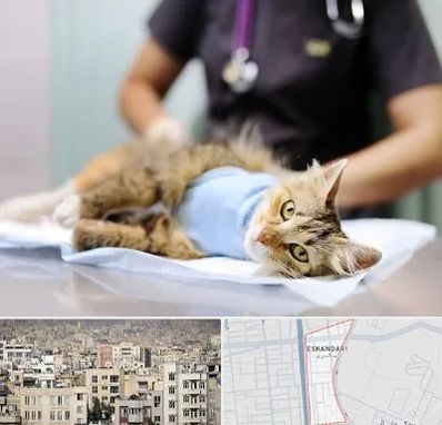 عقیم سازی گربه در اسکندری