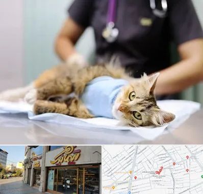 عقیم سازی گربه در عطاران قم