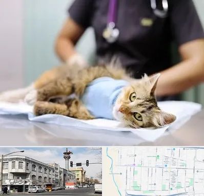 عقیم سازی گربه در 17شهریور