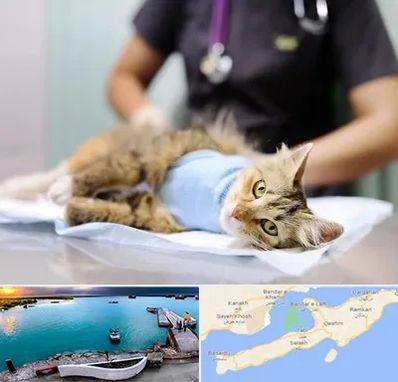 عقیم سازی گربه در قشم