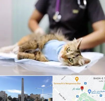 عقیم سازی گربه در فلکه گاز شیراز