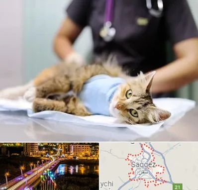 عقیم سازی گربه در سقز