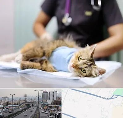 عقیم سازی گربه در بلوار ارتش