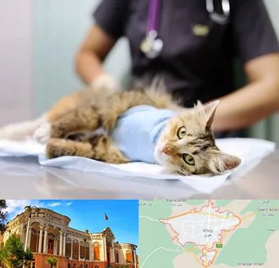 عقیم سازی گربه در خوی