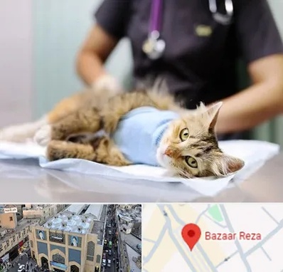 عقیم سازی گربه در بازار رضا مشهد