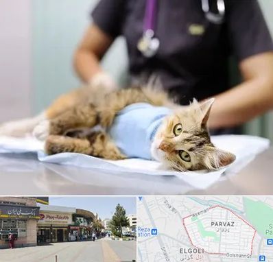 عقیم سازی گربه در پرواز تبریز