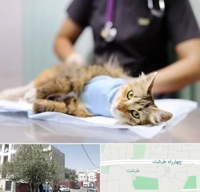 عقیم سازی گربه در طرشت