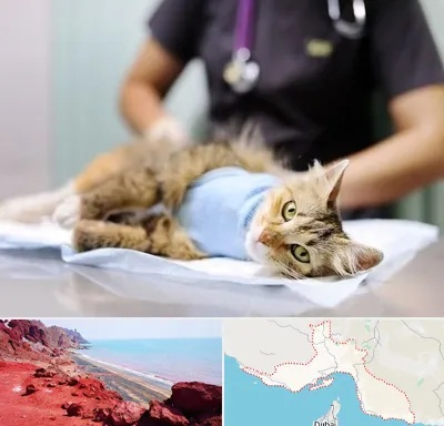 عقیم سازی گربه در هرمزگان