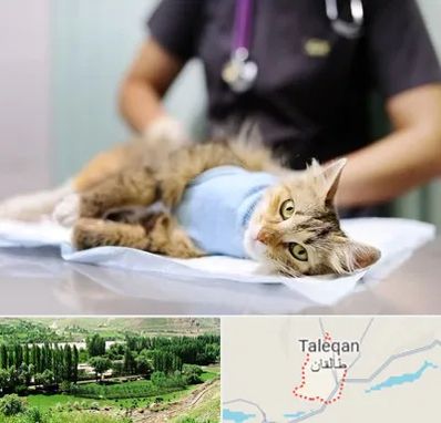 عقیم سازی گربه در طالقان