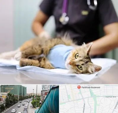 عقیم سازی گربه در بلوار فرحزادی