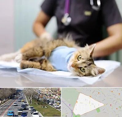 عقیم سازی گربه در احمدآباد مشهد