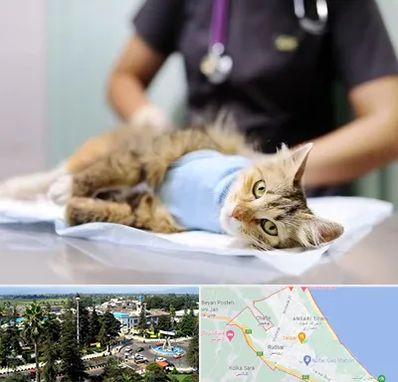 عقیم سازی گربه در رودسر