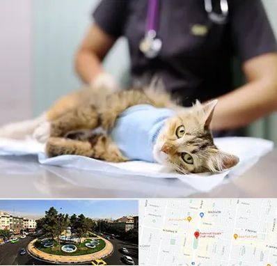 عقیم سازی گربه در هفت حوض