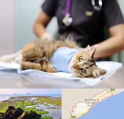 عقیم سازی گربه در بندرلنگه
