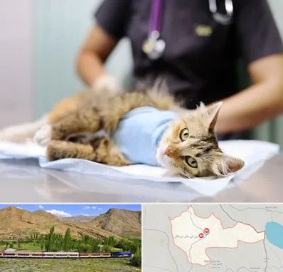 عقیم سازی گربه در خاش