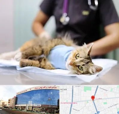 عقیم سازی گربه در نصف راه تبریز