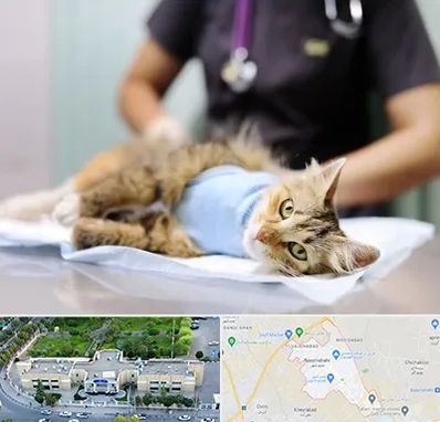 عقیم سازی گربه در نسیم شهر