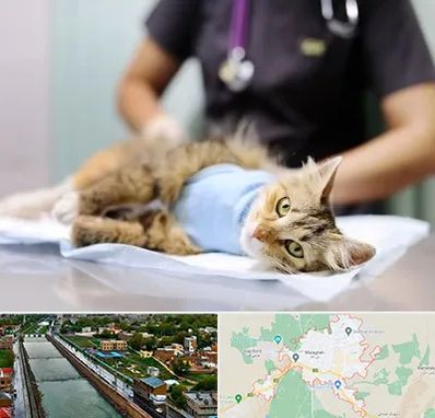 عقیم سازی گربه در مراغه