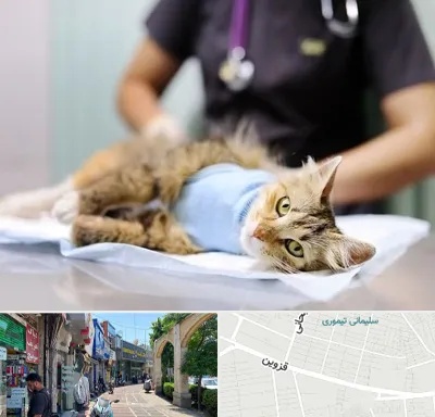 عقیم سازی گربه در خیابان قزوین