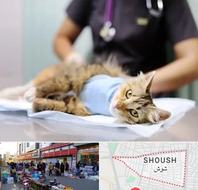 عقیم سازی گربه در شوش