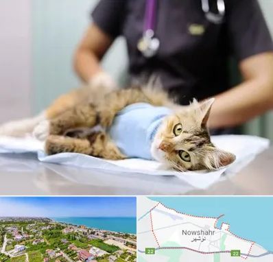 عقیم سازی گربه در نوشهر