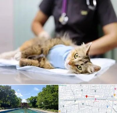 عقیم سازی گربه در هشت بهشت اصفهان