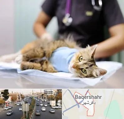 عقیم سازی گربه در باقرشهر