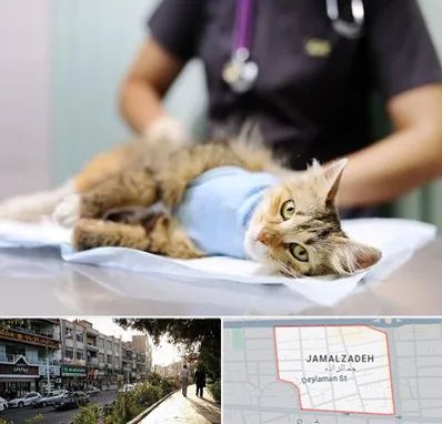 عقیم سازی گربه در خیابان جمالزاده
