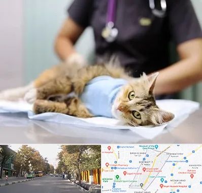 عقیم سازی گربه در شریعتی 