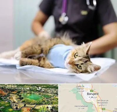 عقیم سازی گربه در بروجرد