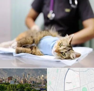 عقیم سازی گربه در جمشیدیه