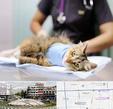 عقیم سازی گربه در مرکز تهران