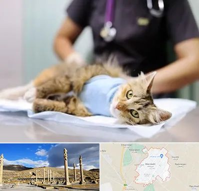 عقیم سازی گربه در مرودشت