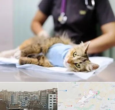 عقیم سازی گربه در محمد شهر کرج