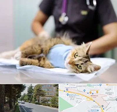 عقیم سازی گربه در مهرویلا کرج