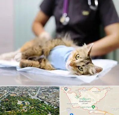 عقیم سازی گربه در شهرکرد