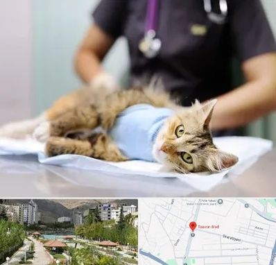 عقیم سازی گربه در بلوار تعاون