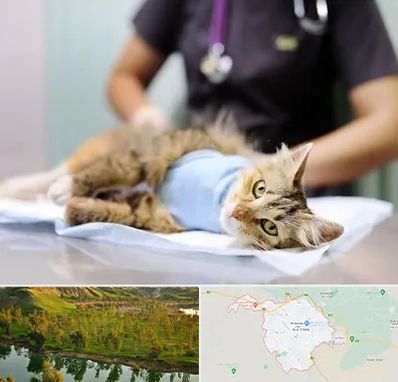 عقیم سازی گربه در بهبهان