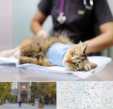 عقیم سازی گربه در منطقه 12 تهران