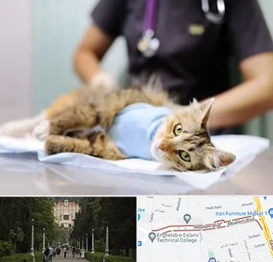 عقیم سازی گربه در بلوار معلم رشت 
